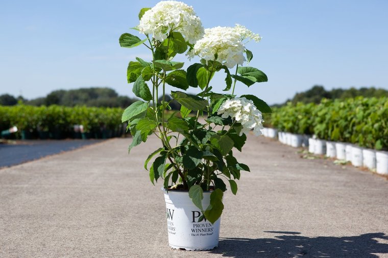 Гортензия древовидная Стронг Аннабелль